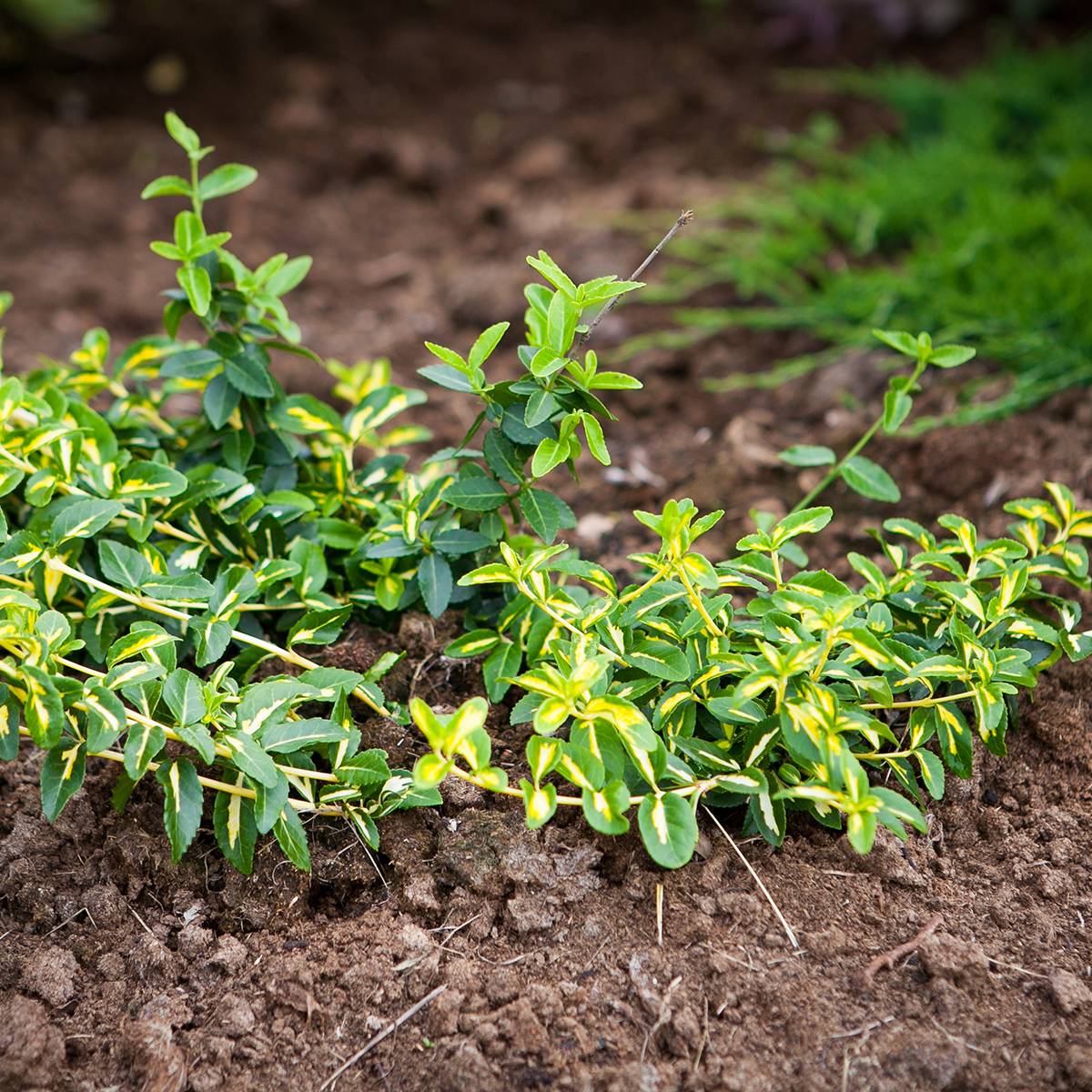 Promesse de Fleurs - Euonymus fortunei  Sunspot - Fusain persistant Pot de 2L/3L