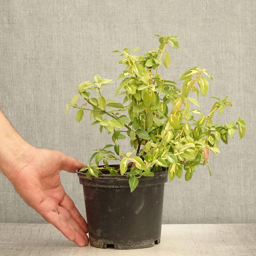Promesse de Fleurs - Euonymus fortunei Sunspot - Fusain persistant Pot de 2L/3L - Image 2