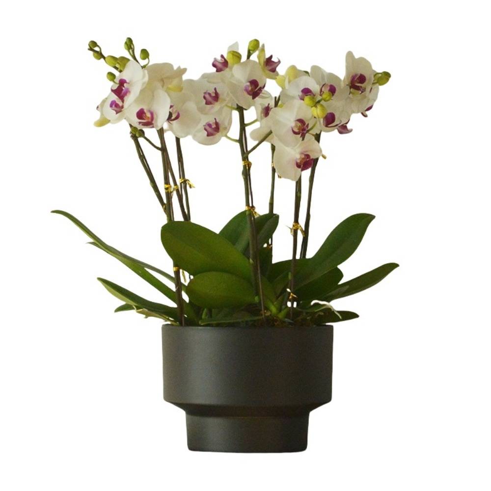 Pot de Fleurs Exquis - IntiMeg