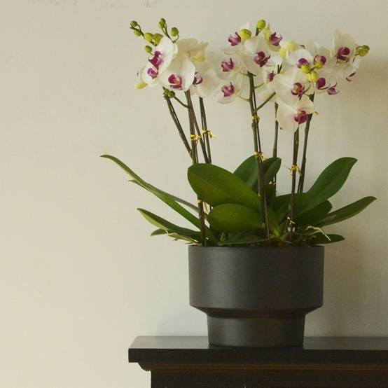 Pot de Fleurs Exquis - IntiMeg - Image 2