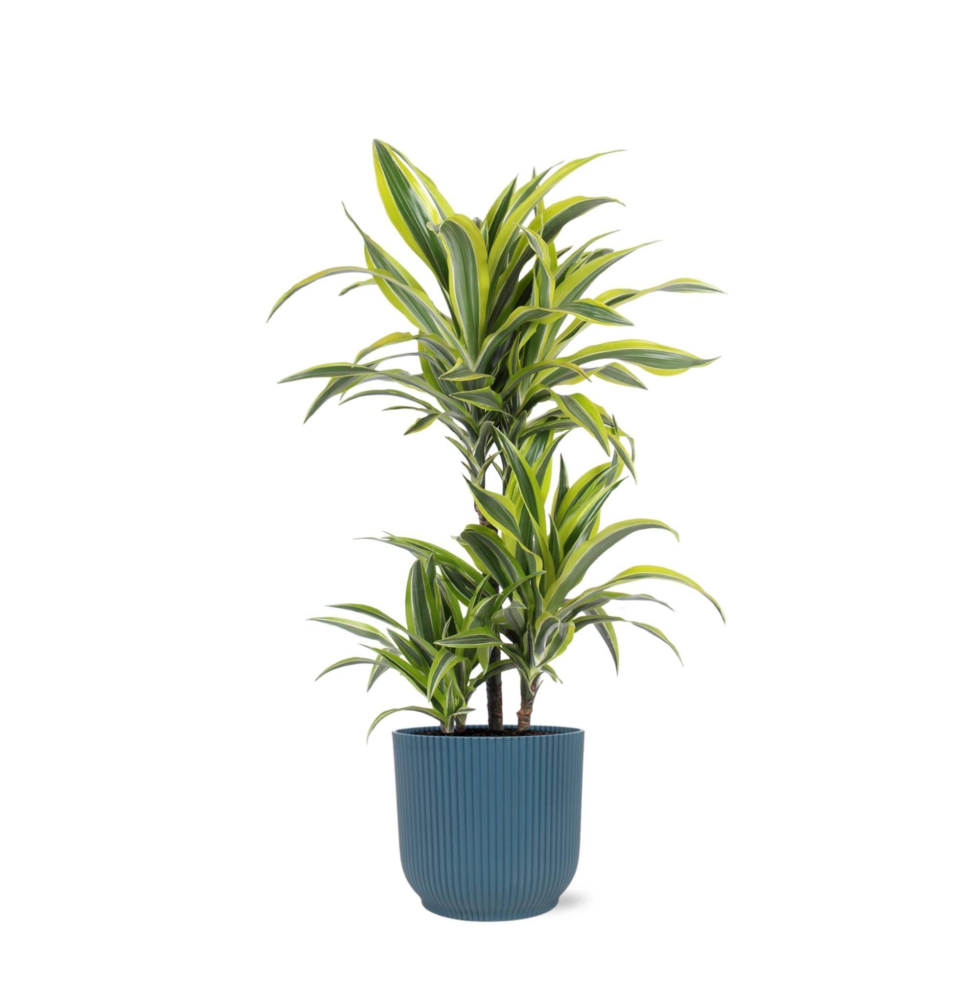La Green Touch - Dracaena Lemon Lime et son pot- La Green Touch Relief Bleu - Hauteur 65cm