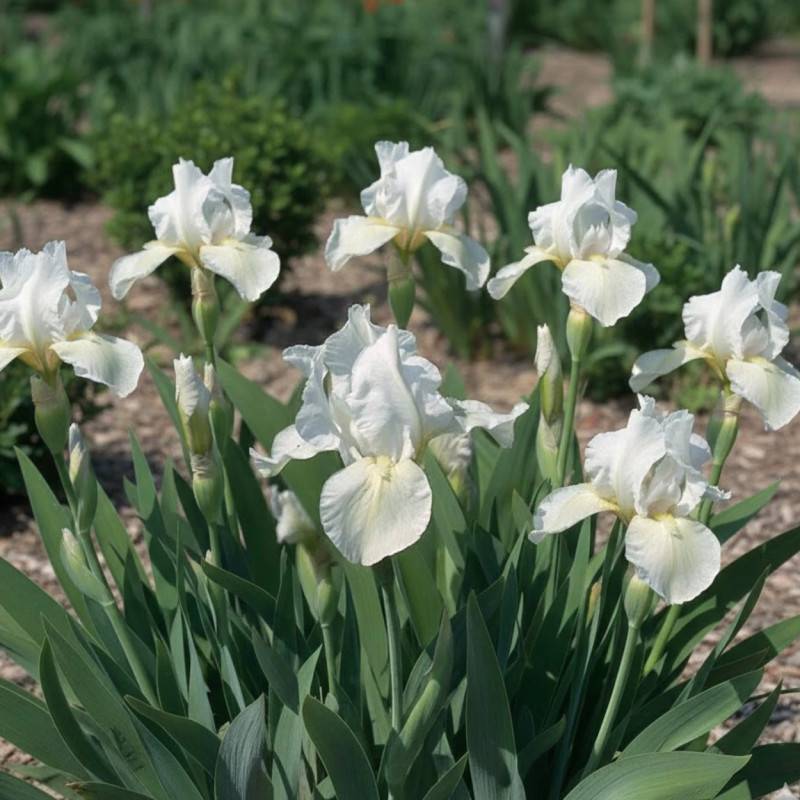 Iris nain lilliput Lilli White à fleurs Blanche/ - feuillage Caduc - Godet - 5/20 cm - Imagen 1