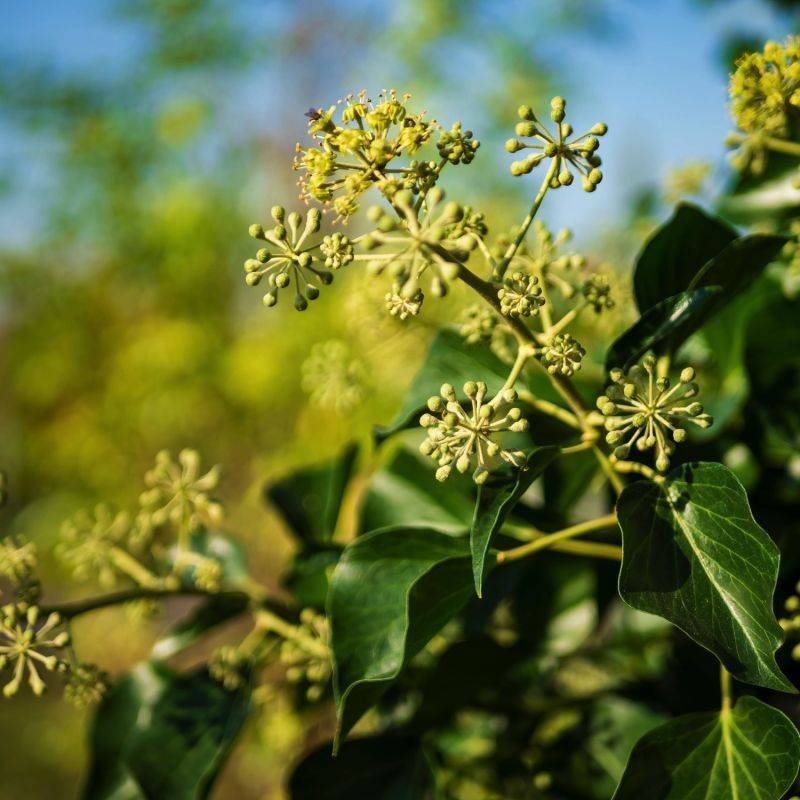 Arbre à miel (Tetradium daniellii) - Godet 9cm - Pépinières Naudet