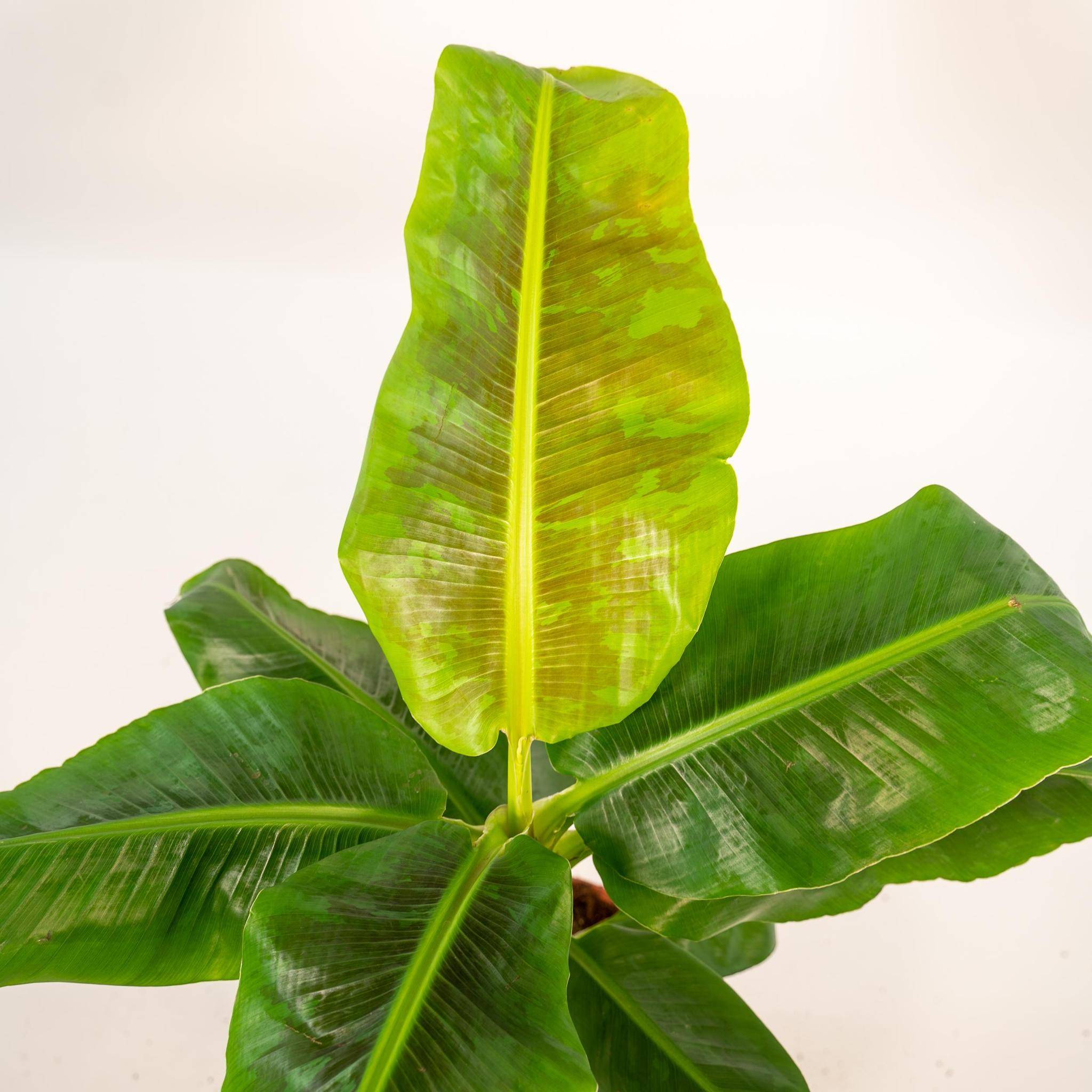La Green Touch - Musa Dwarf Cavendish - ↨90cm - Ø21cm + Mand Igmar 90cm - Plante d'intérieur- La Green Touch - Imagen 4