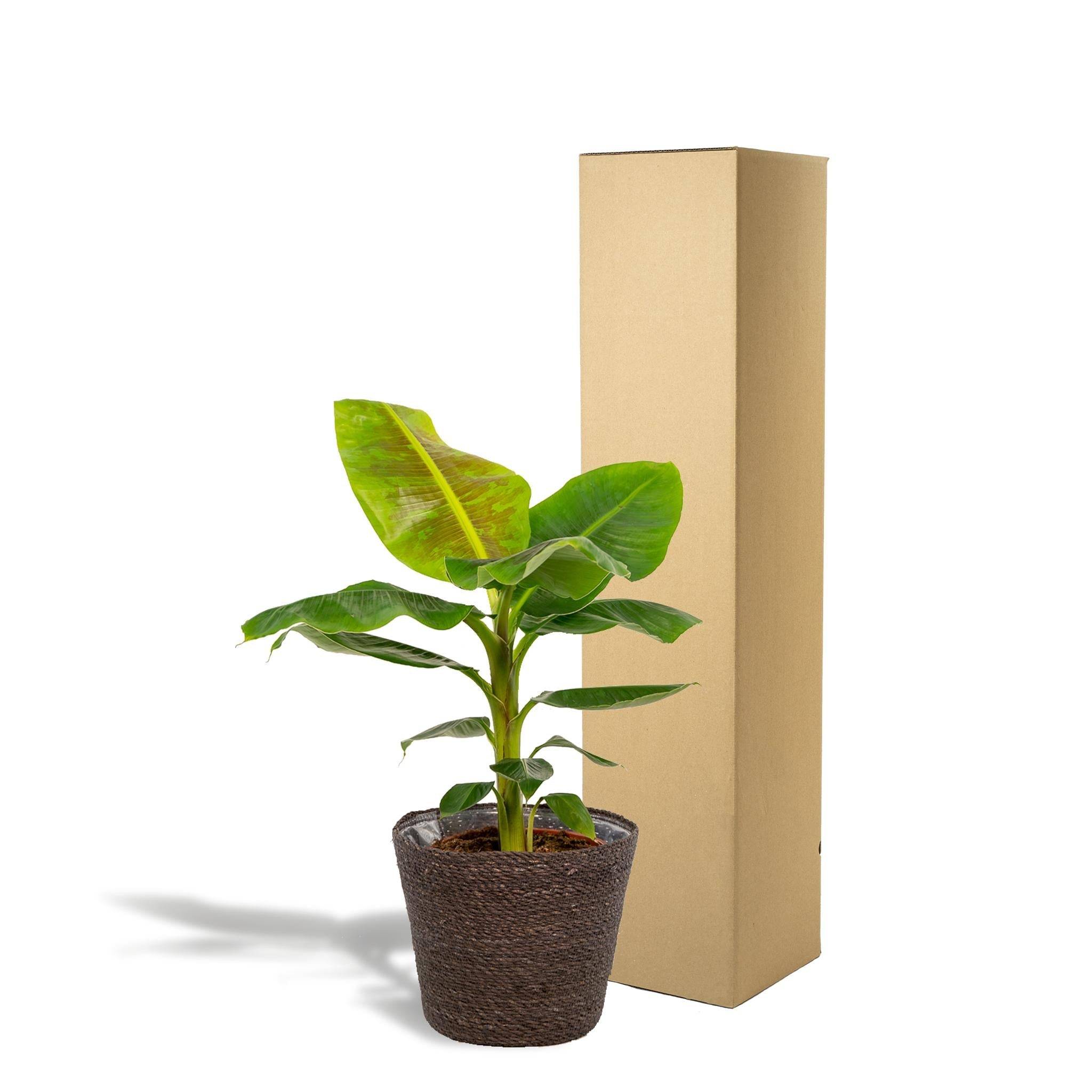 La Green Touch - Musa Dwarf Cavendish - ↨90cm - Ø21cm + Mand Igmar 90cm - Plante d'intérieur- La Green Touch - Imagen 6