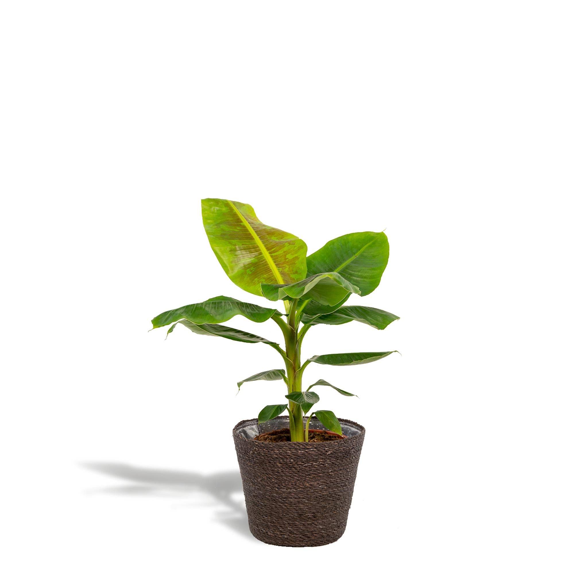 La Green Touch - Musa Dwarf Cavendish - ↨90cm - Ø21cm + Mand Igmar 90cm - Plante d'intérieur- La Green Touch - Imagen 1