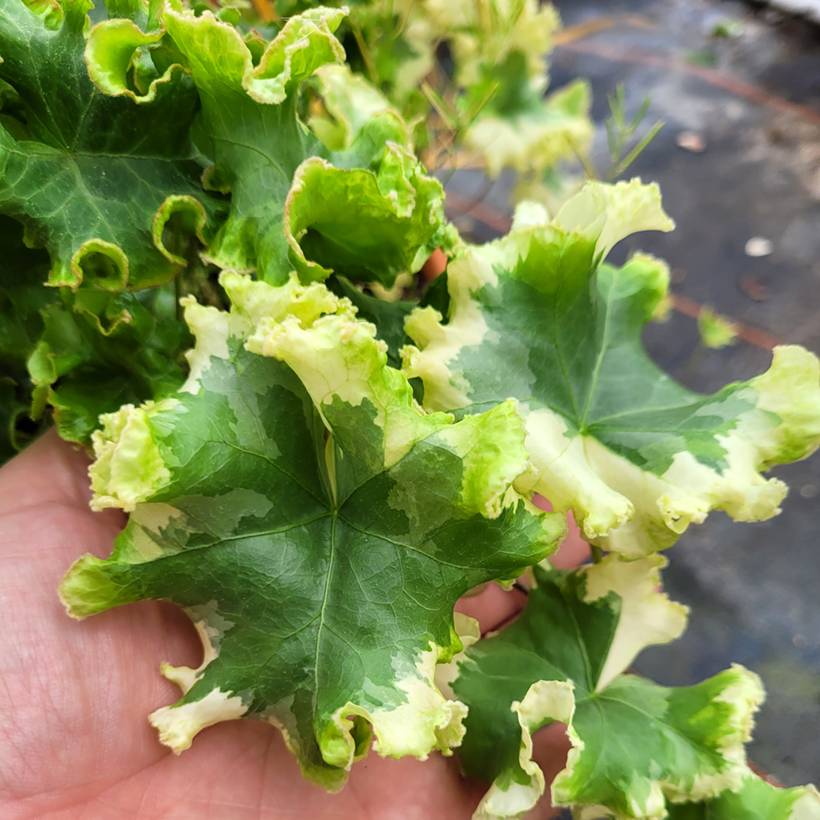 Promesse de Fleurs - Lierre commun - Hedera helix Clotted Cream Godet de 8/9 cm