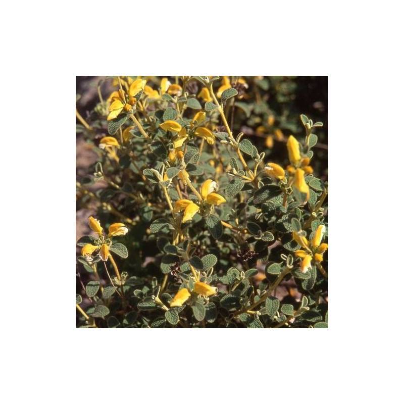 Sauge de Jérusalem à petites feuilles à fleurs Jaune/ - feuillage Persistant - Godet - 5/20 cm - Imagen 1