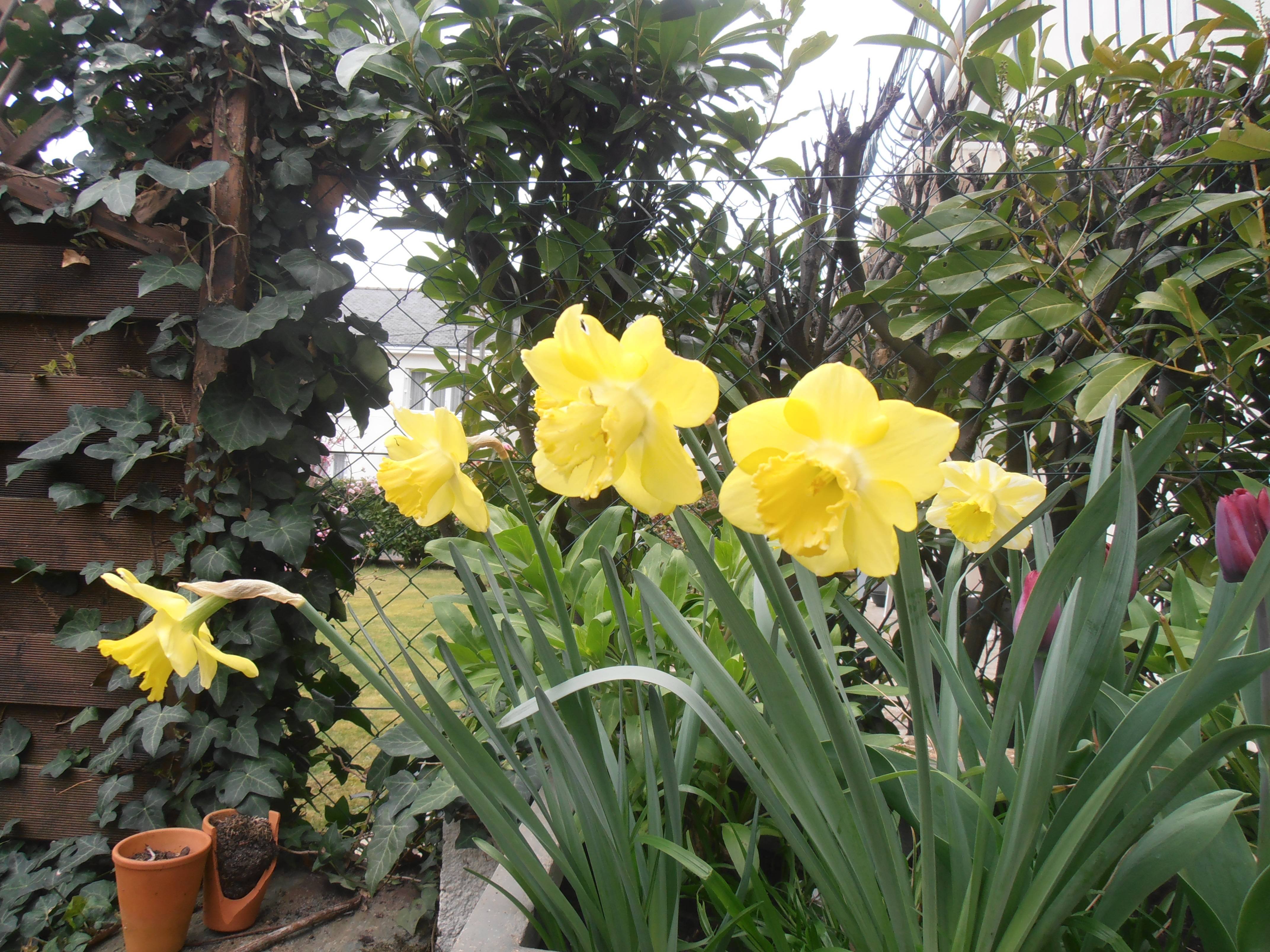 Promesse de Fleurs - Narcisse Spellbinder Bulbe calibre 14+ (par 5)