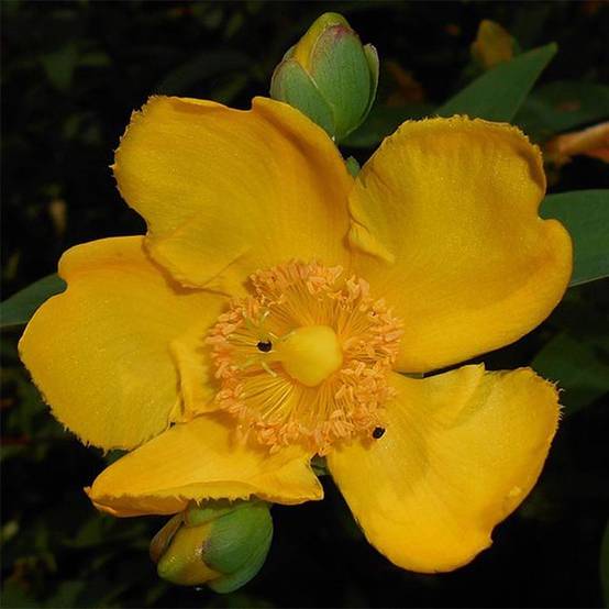 Millepertuis - Hypericum (x) moserianum Pot de 2L/3L - Image 1