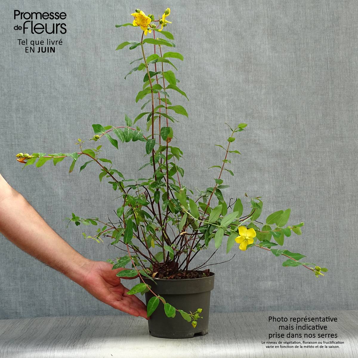 Millepertuis - Hypericum (x) moserianum Pot de 2L/3L - Image 2