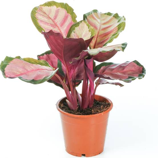 Gardenersdream - Calathea Roseopicta Rosy Plante D'Intérieur Avec Motifs Roses Et En Pot - GardenersDream - Image 2