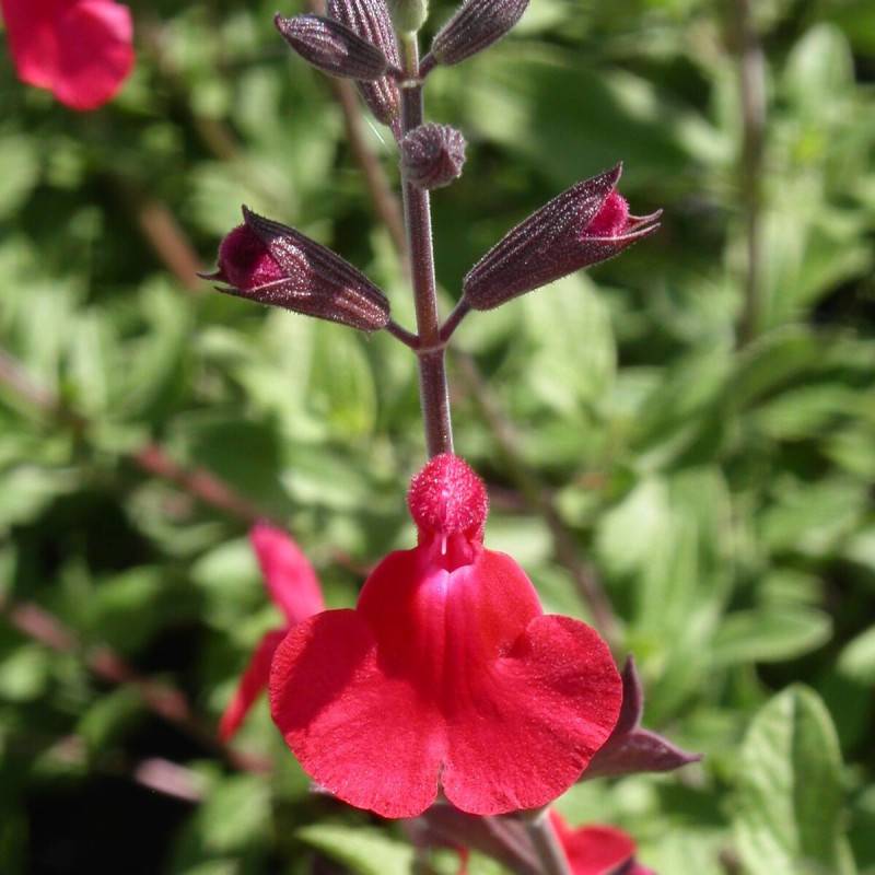 Sauge à petites feuilles Rêve® Rouge 'Fauresal02' à fleurs Blanche/Rouge - feuillage Caduc - Godet - 5/20 cm - Imagen 2