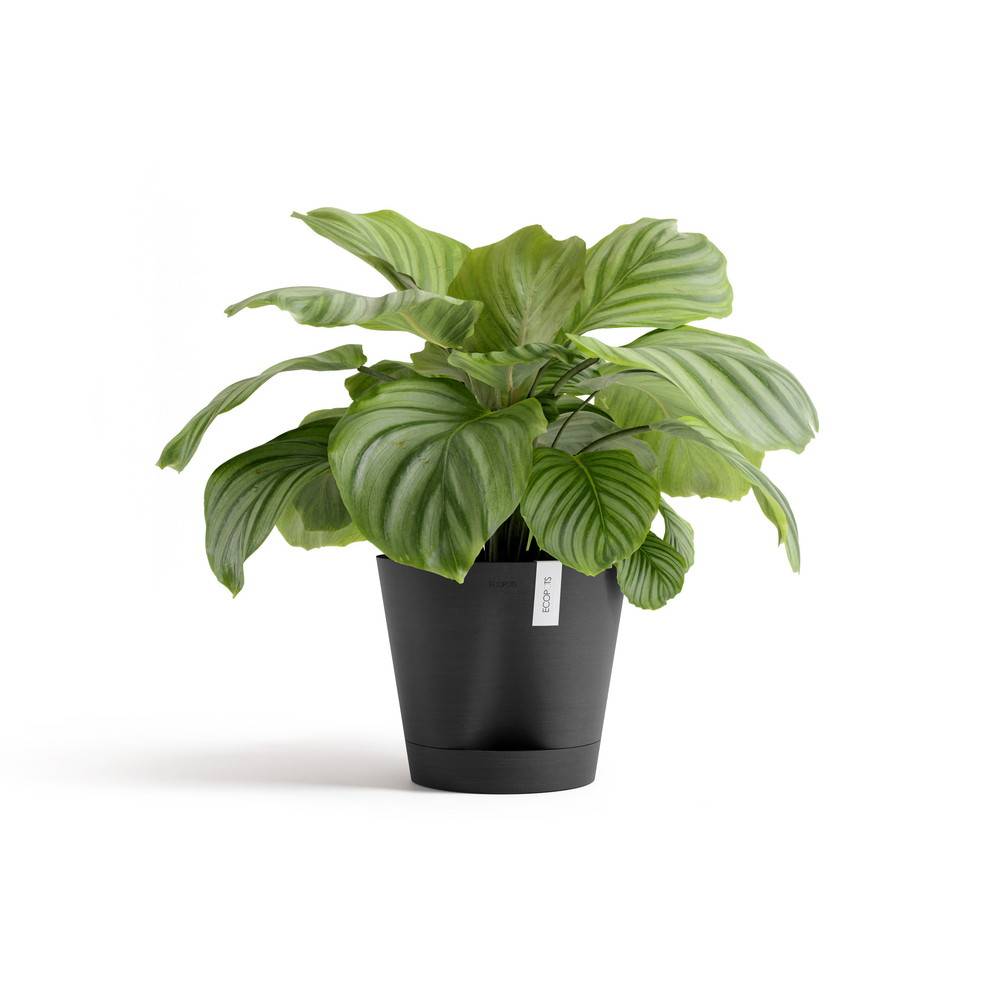 Ecopots - Pot Rond Venice 2 Gris Foncé + réservoir d'eau - Ø 30 x H. 26,3 cm - 4 L ECOPOTS - Imagen 2