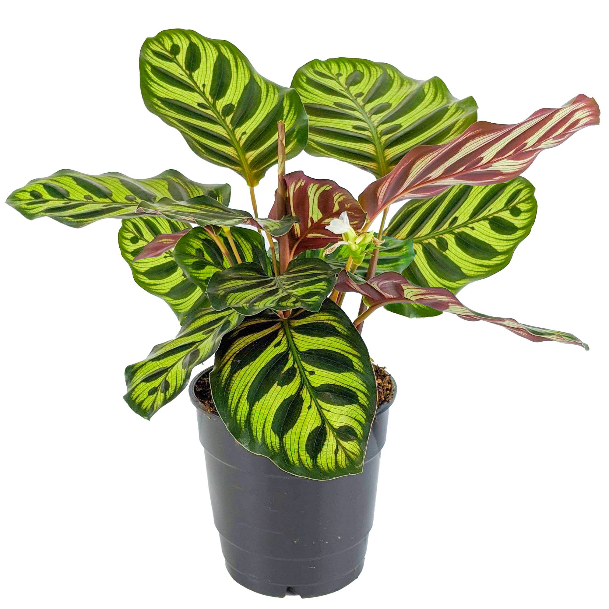 Gardenersdream - 30-40Cm Calathea Makoyana En Pot Plante Paon D'Intérieur Accrocheuse - GardenersDream - Imagen 2