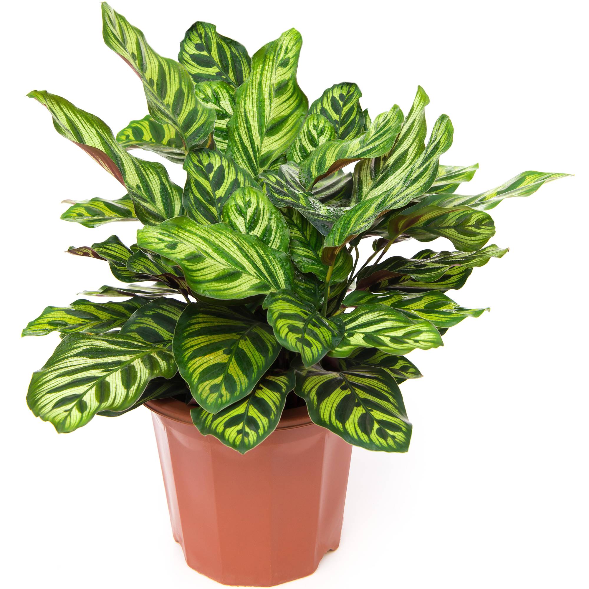Gardenersdream - 30-40Cm Calathea Makoyana En Pot Plante Paon D'Intérieur Accrocheuse - GardenersDream - Imagen 1