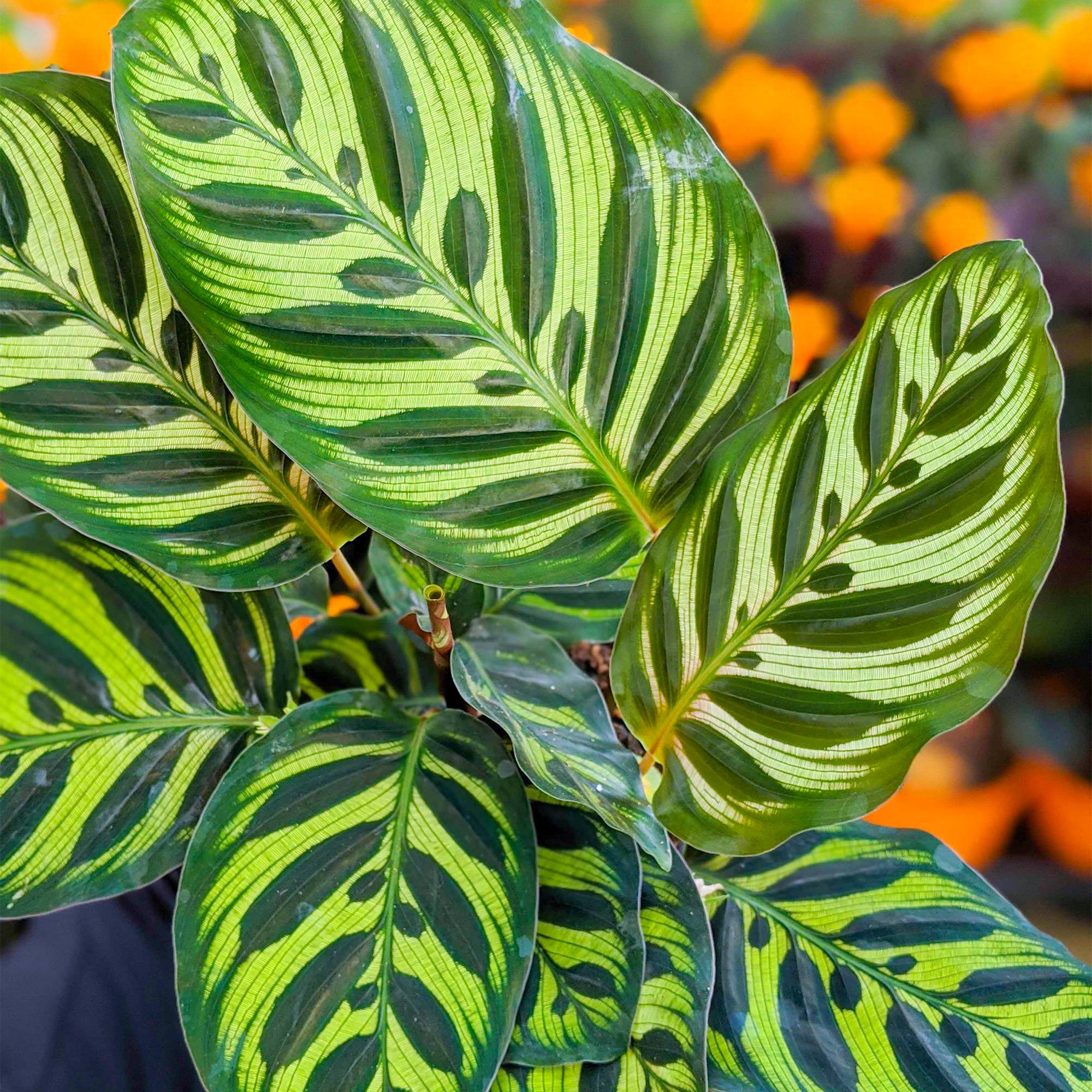 Gardenersdream - 30-40Cm Calathea Makoyana En Pot Plante Paon D'Intérieur Accrocheuse - GardenersDream - Imagen 4