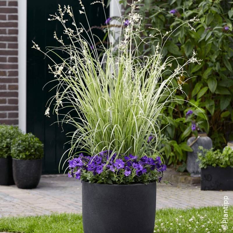 Chlorophytum panaché Starlight - Lot de 9 godets - Image 2