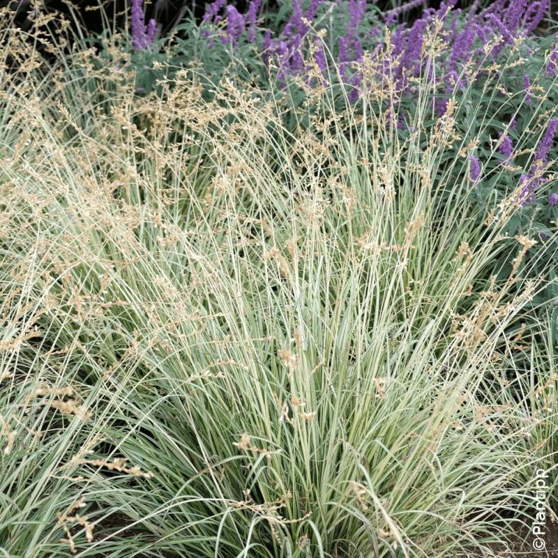 Chlorophytum panaché Starlight - Lot de 9 godets - Image 3