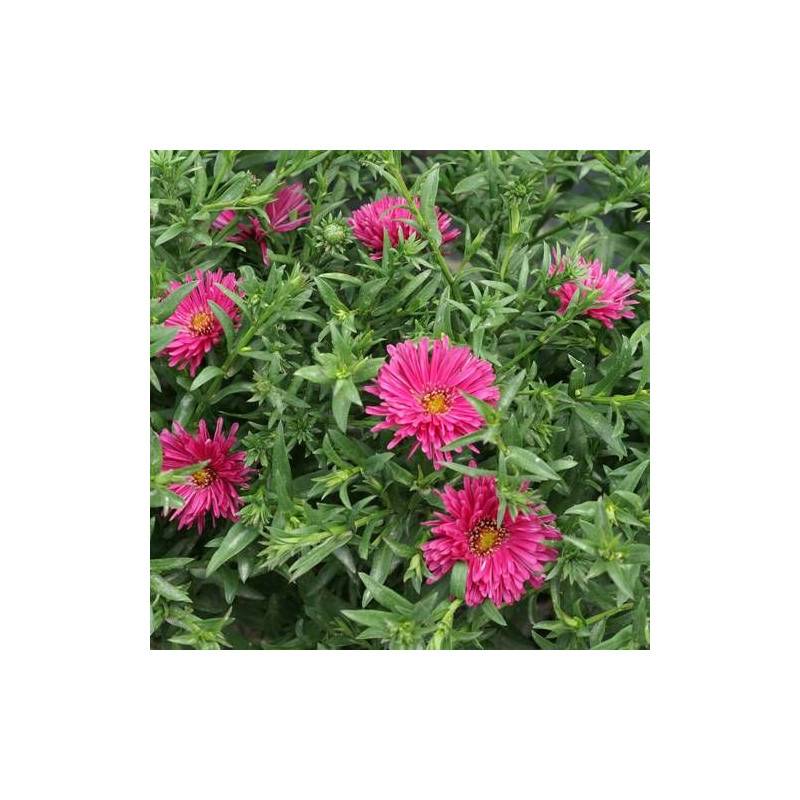 Aster d'automne Jenny, Aster dumosus à fleurs Rose/ - feuillage Caduc - Godet - 5/20 cm - Imagen 5
