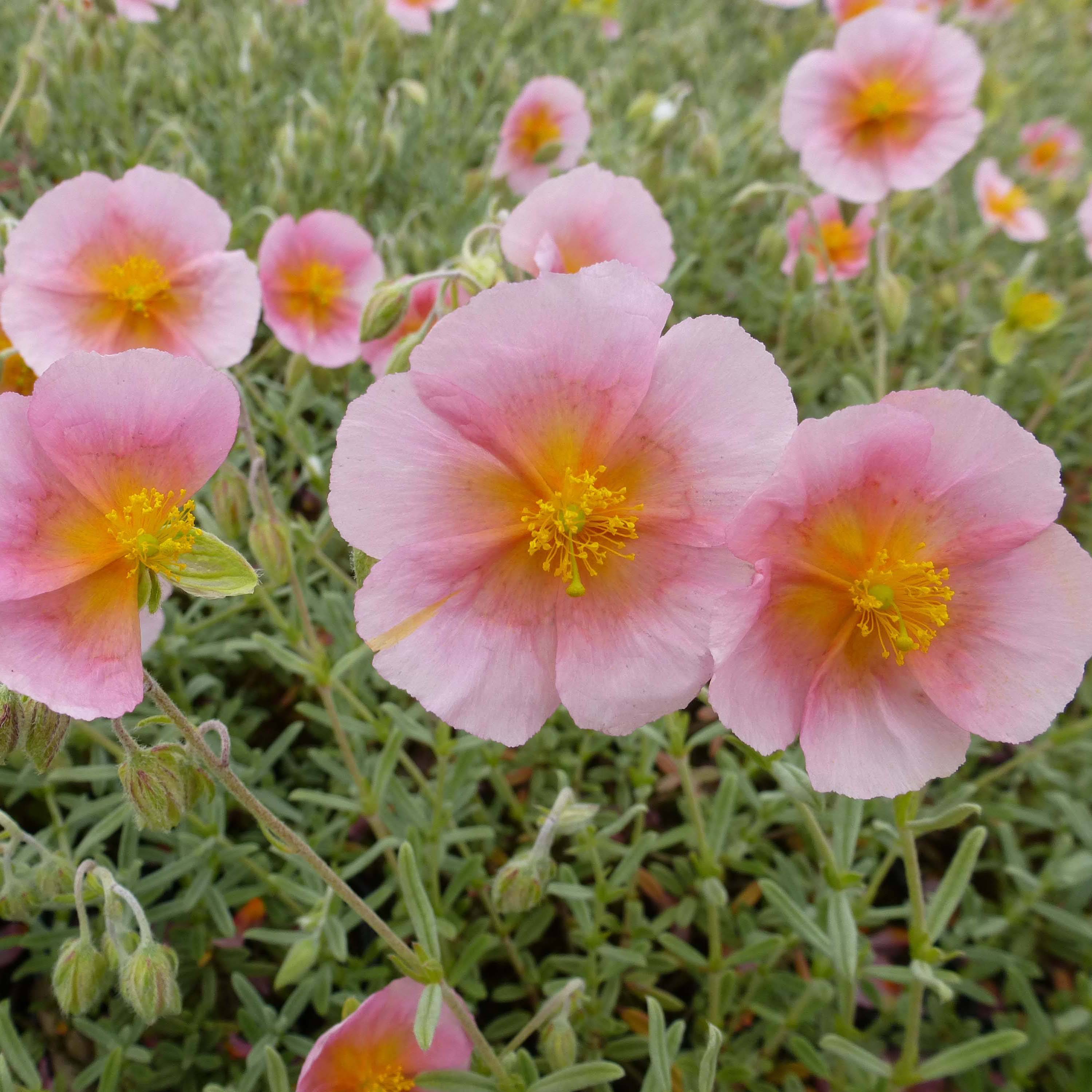 Helianthemum Rhodanthe Carneum - Hélianthème rose pastel. Godet de 8/9 cm