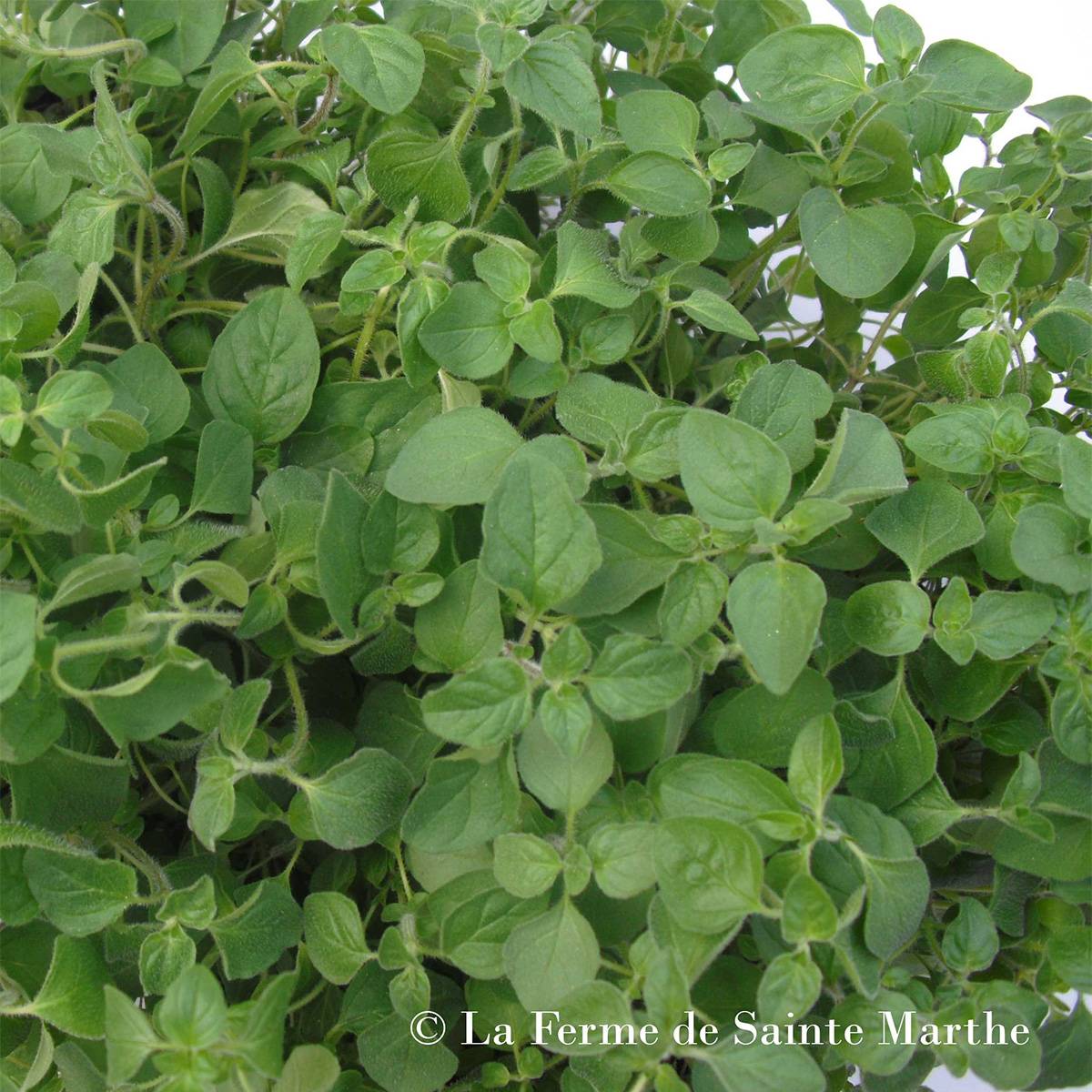 Promesse de Fleurs - Origan Grec Bio - Ferme de Sainte Marthe le sachet de 300 graines environ