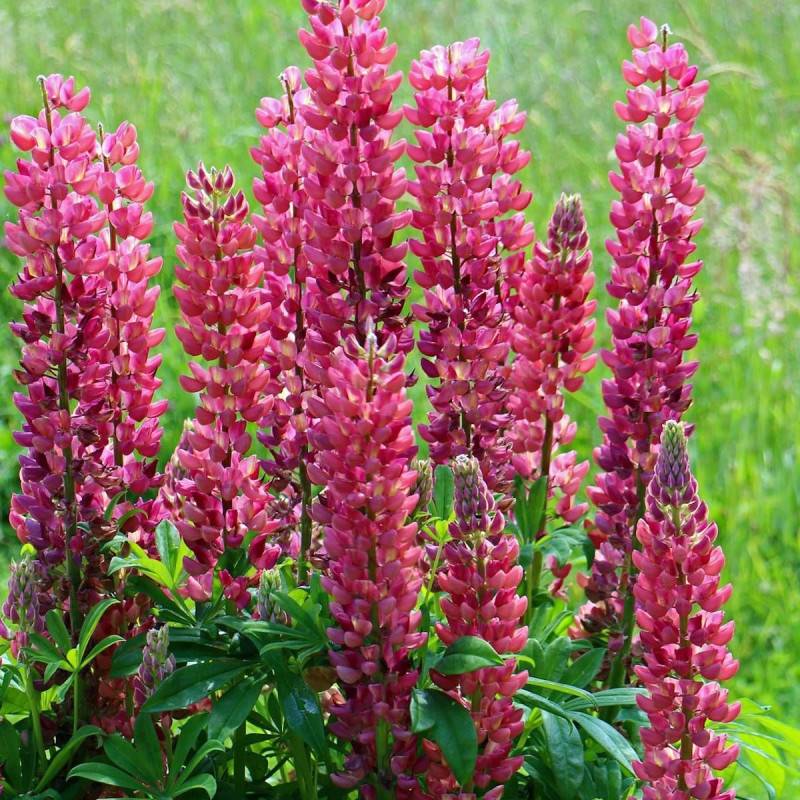 Lupin Les Pages à fleurs Rose - feuillage Caduc - Godet - 5/20 cm-  hauteur à maturité De 0,50 m à 1,00 m - Image 1