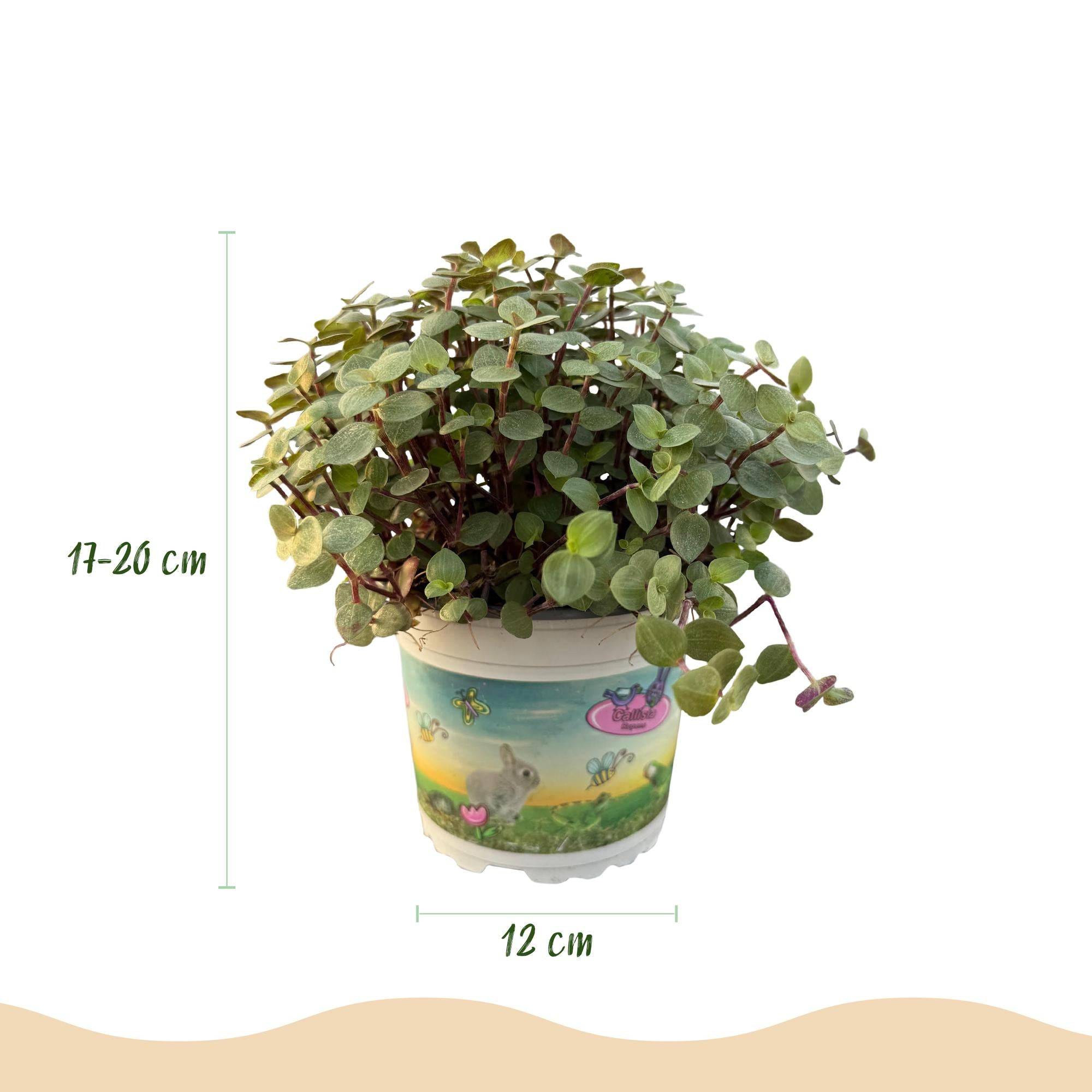 La Green Touch - Calissia Repens - H20cm - Image 3