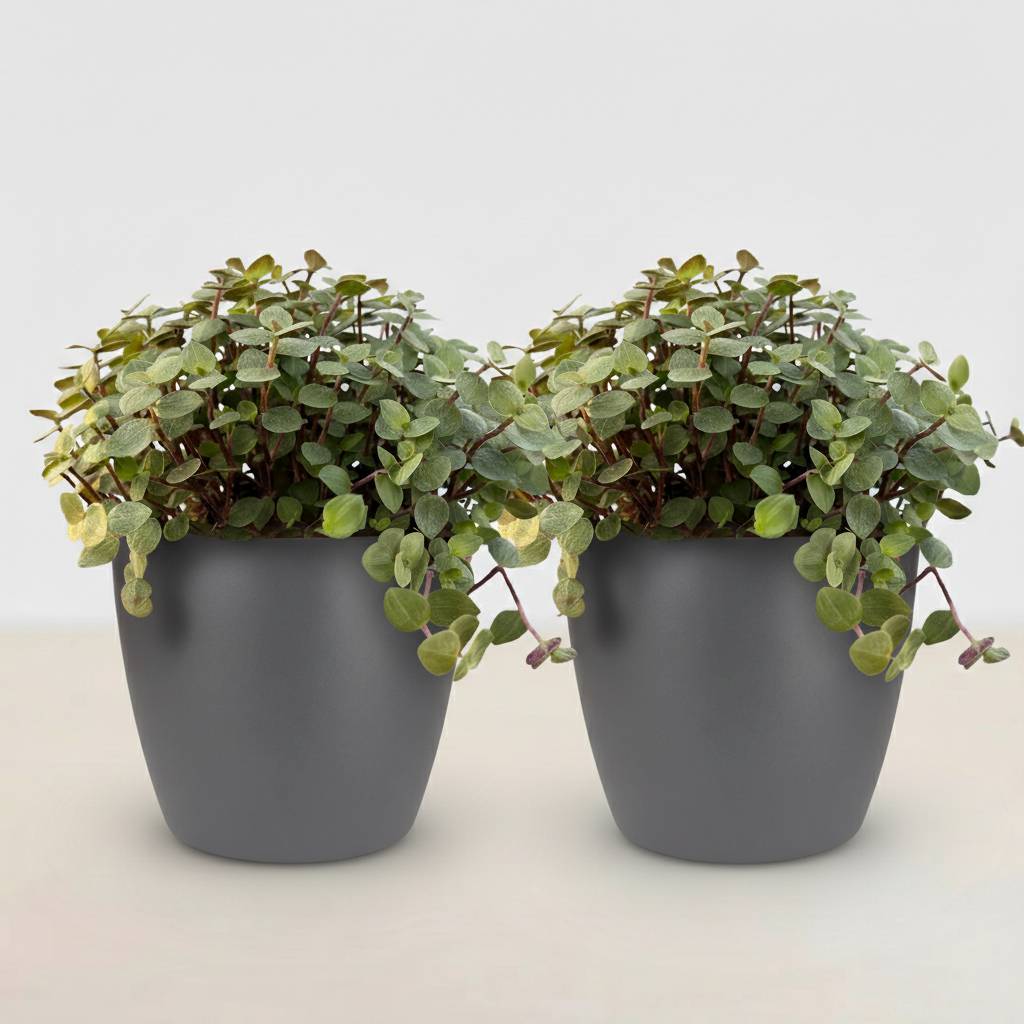 La Green Touch - Calissia Repens - H20cm - Image 2