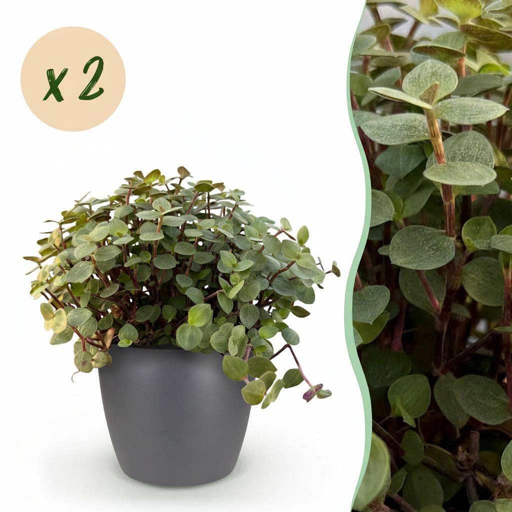 Calissia Repens - H20cm