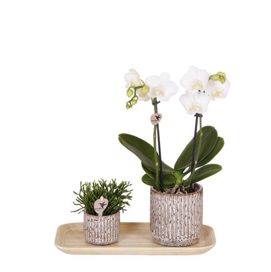 La Green Touch - Orchidée Phalaenopsis en pots Jaguar et plateau bambou- La Green Touch - Image 1