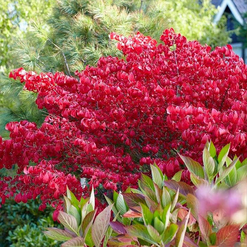 Promesse de Fleurs - Euonymus alatus Blade Runner - Fusain ailé nain Pot de 2L/3L