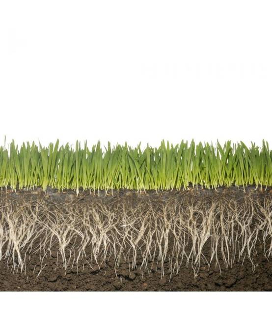 Biostimulant racinaire Deep Root Pro 0,5 kg pour gazon, arbres, fleurs - Kimitec NEG00997 - Image 3