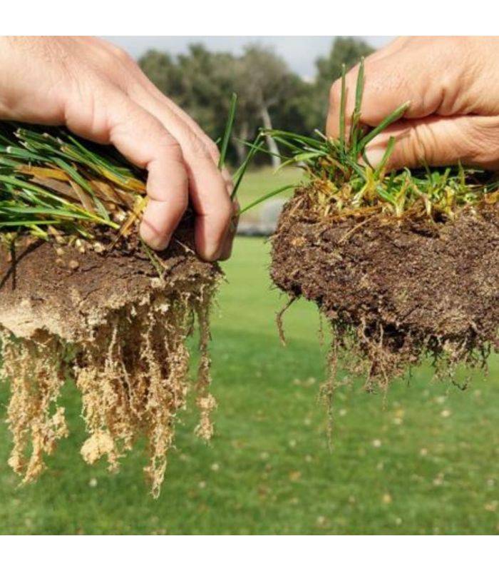 Biostimulant racinaire Deep Root Pro 0,5 kg pour gazon, arbres, fleurs - Kimitec NEG00997 - Image 4