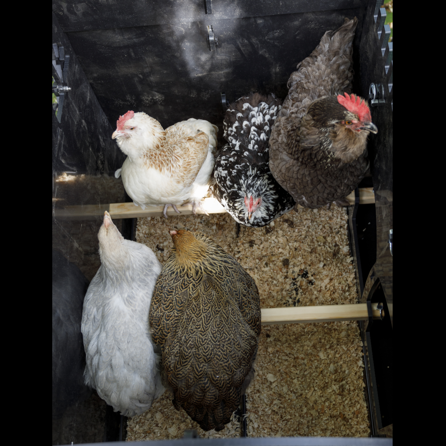 Poulailler sur pieds Nestera The Lodge – 5 poules – abri sous coque, facile à nettoyer – garanti 25 ans - Image 7