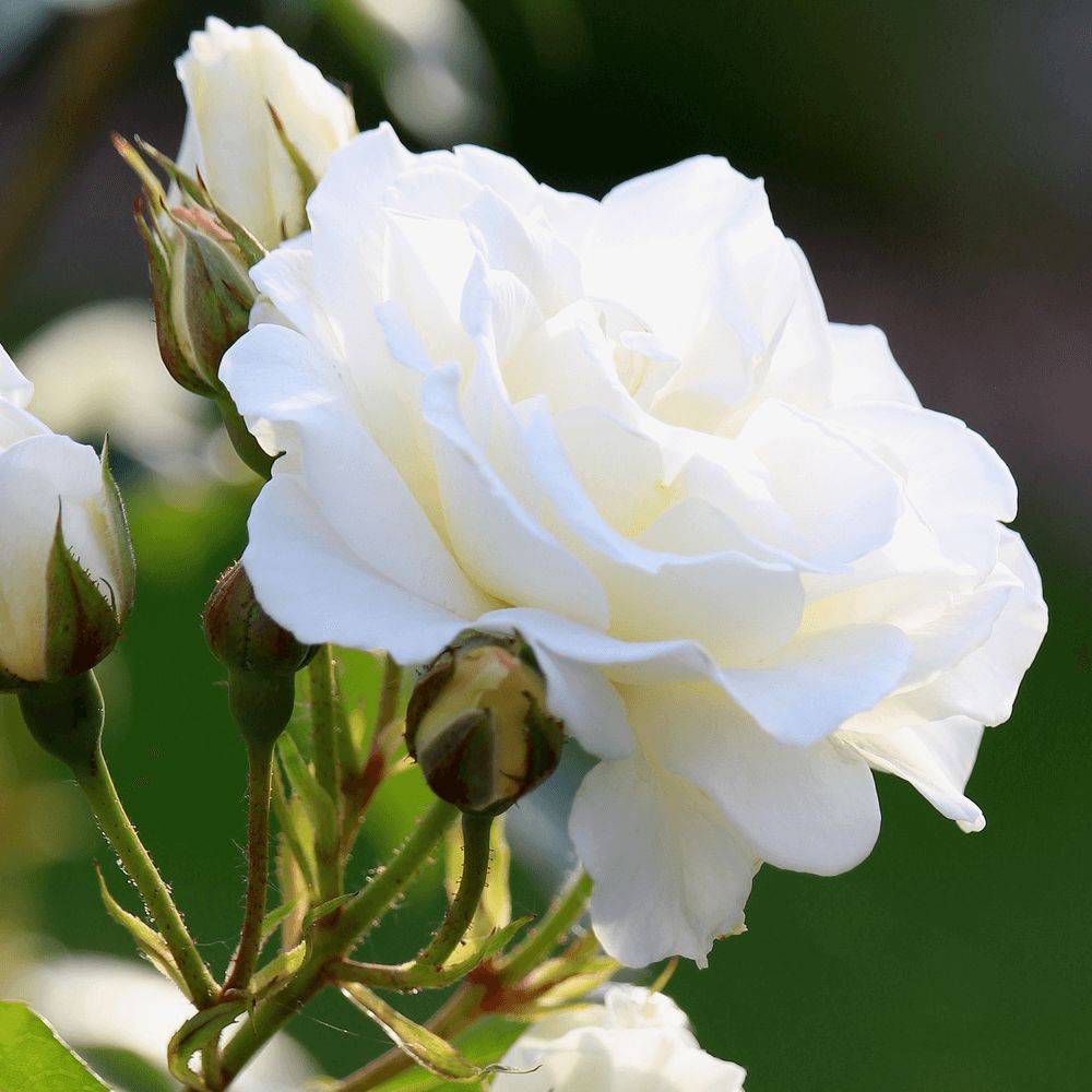 Rosier ancien Jeanne Moreau® 'Meidiaphaz' à fleurs Blanche - feuillage Caduc - Pot de 10 L - 1/2 tige-  hauteur à maturité De 0,50 m à 1,00 m - Image 1