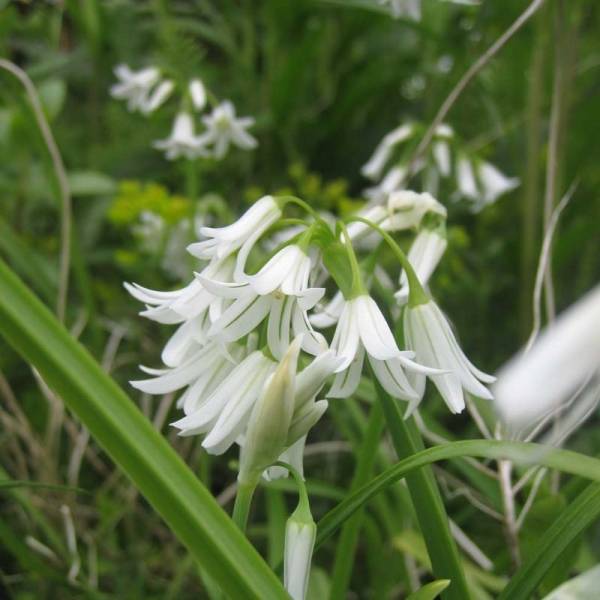Promesse de Fleurs - Ail d'ornement - Allium triquetrum Bulbe calibre 5+ (par 10)