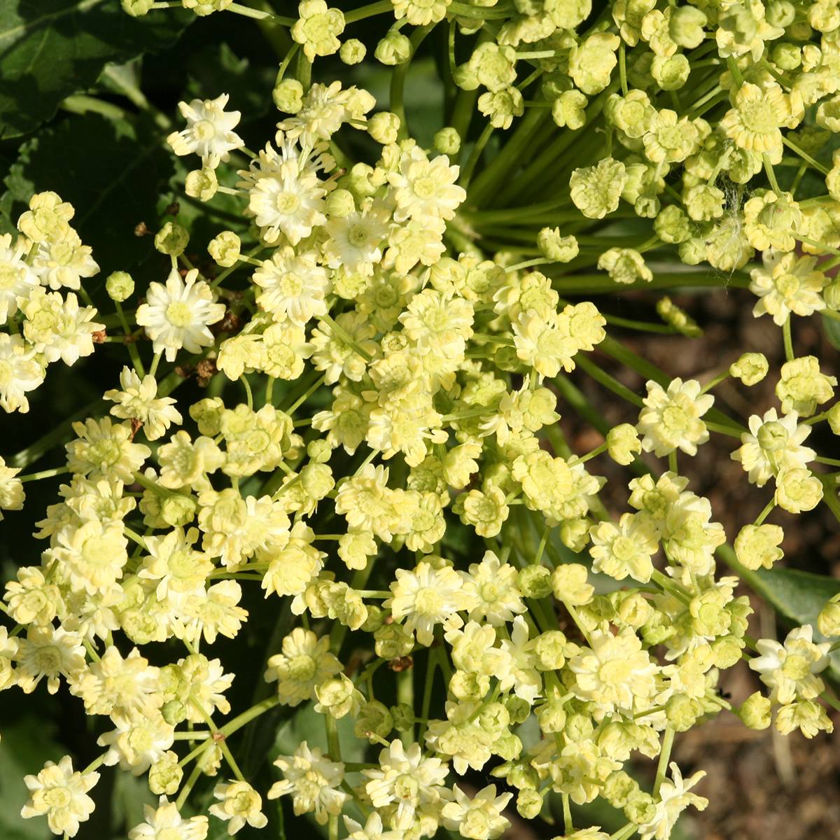 Sambucus nigra Monstrosa - Sureau noir Pot de 4L/5L