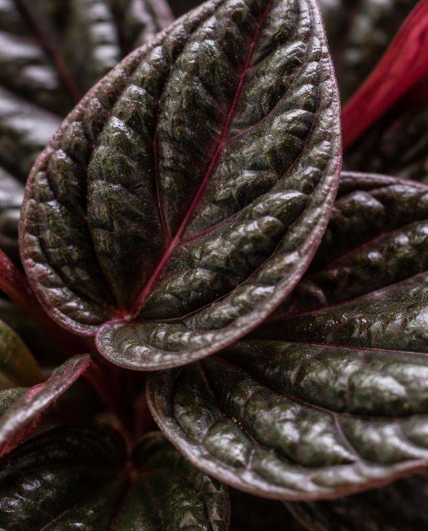 Peperomia Caperata Montevideo D. 6cm H. 12cm - Plante d'intérieur - IndoorPoppies - Image 2