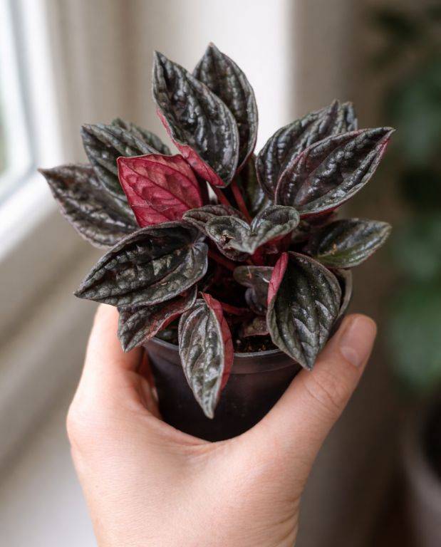 Peperomia Caperata Montevideo D. 6cm H. 12cm - Plante d'intérieur - IndoorPoppies - Image 3
