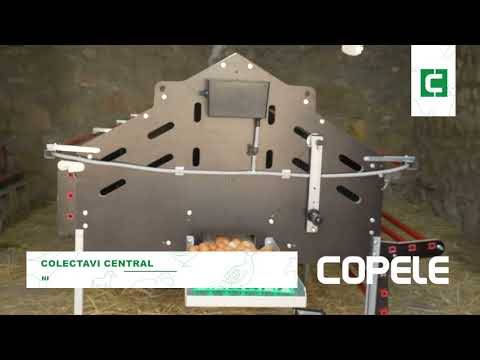 Copele - Pondoir collectif pour 360 poules - Image 4