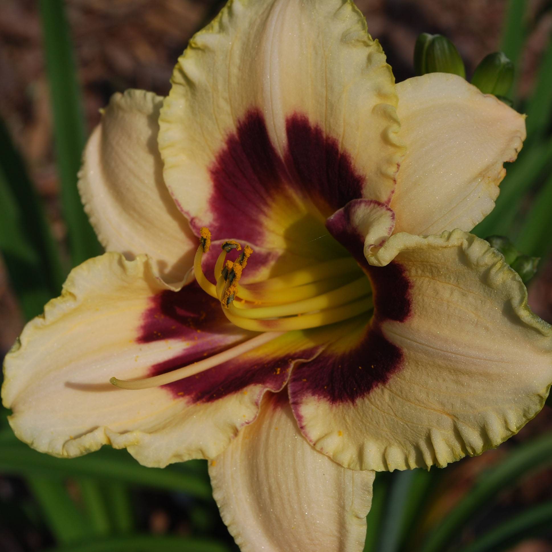 Hémérocalle Rapsberry Candy - Lis d'un jour jaune crème à oeil pourpre framboise Godet de 8/9 cm