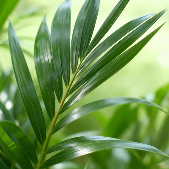 La Green Touch - Kentia Palm – Howea Forsteriana - Avec panier – Pot 21 cm - Image 3