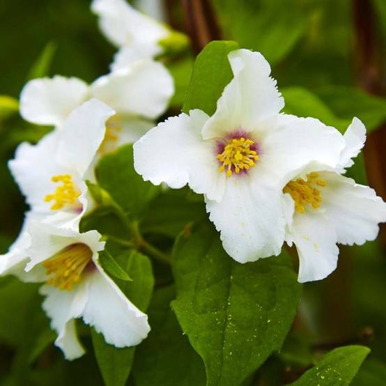 Seringat 'Belle Étoile' (Philadelphus 'Belle Étoile') - Godet - Taille 10cm - Pépinières Naudet - Image 1