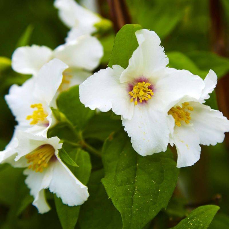 Seringat 'Belle Étoile' (Philadelphus 'Belle Étoile') - Godet - Taille 10cm - Pépinières Naudet