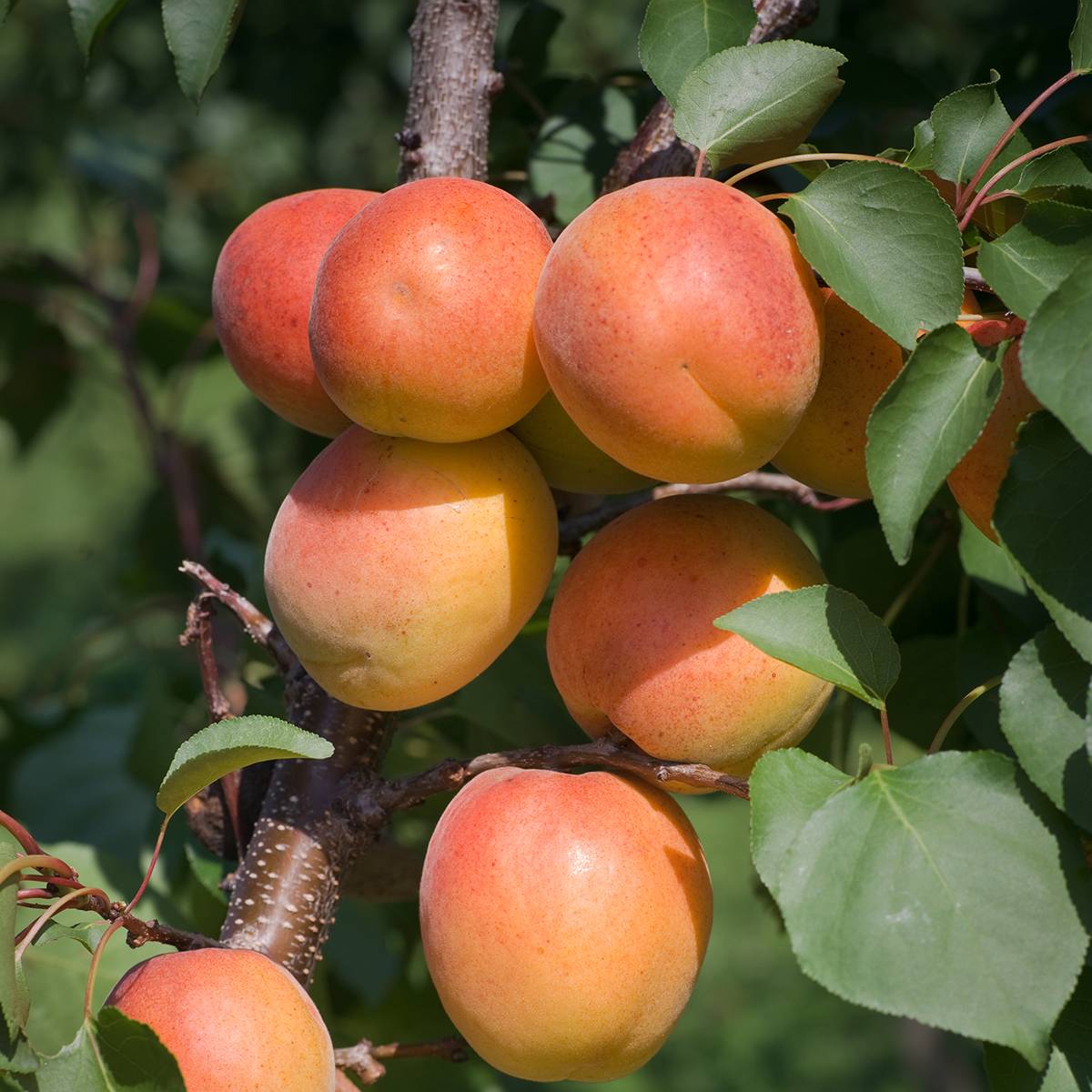 Promesse de Fleurs - Abricotier - Prunus armeniaca Harcot Pot de 12L/15L, Gobelet