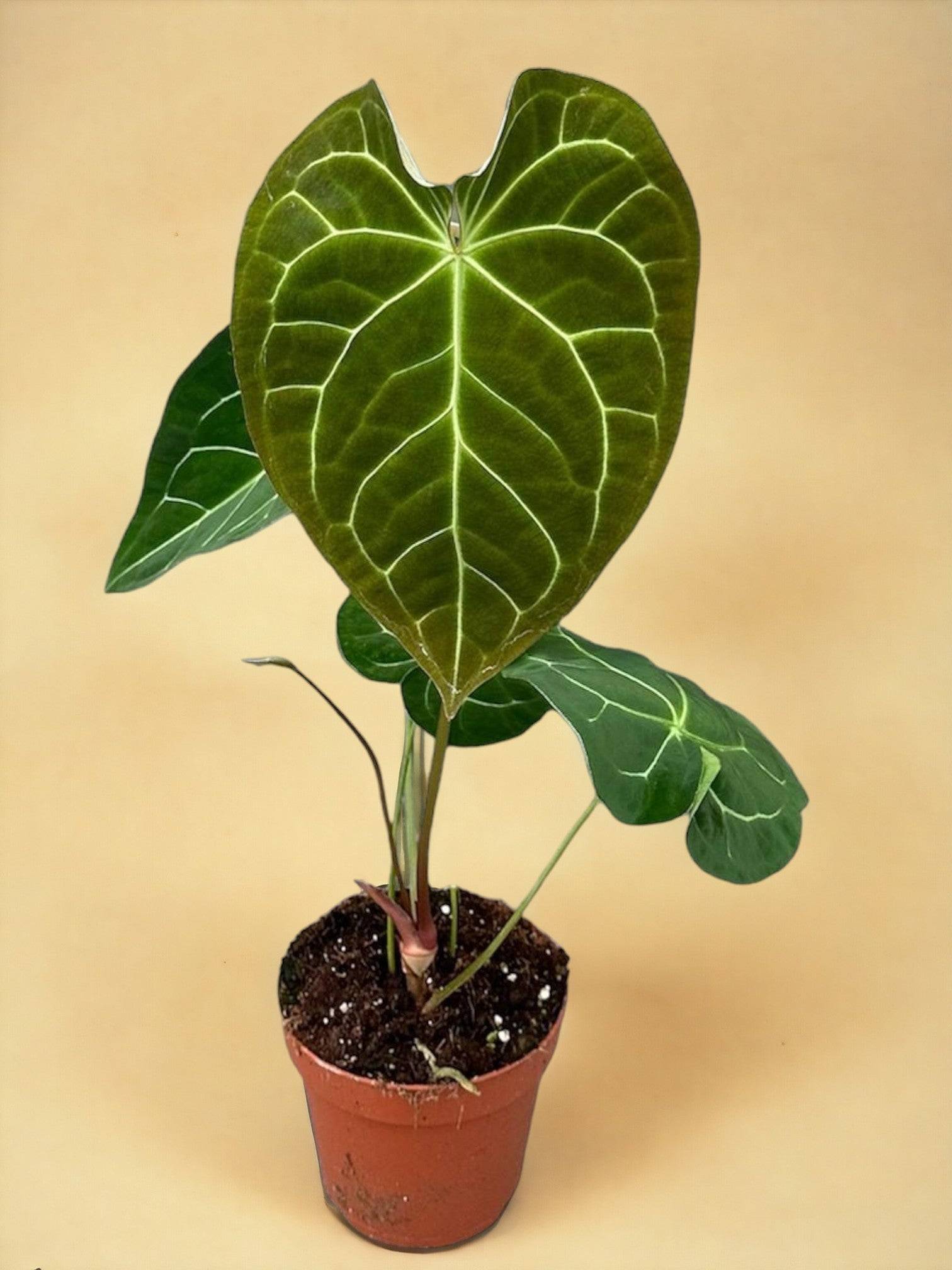Anthurium Magnificum X Crystallinum- La Green Touch