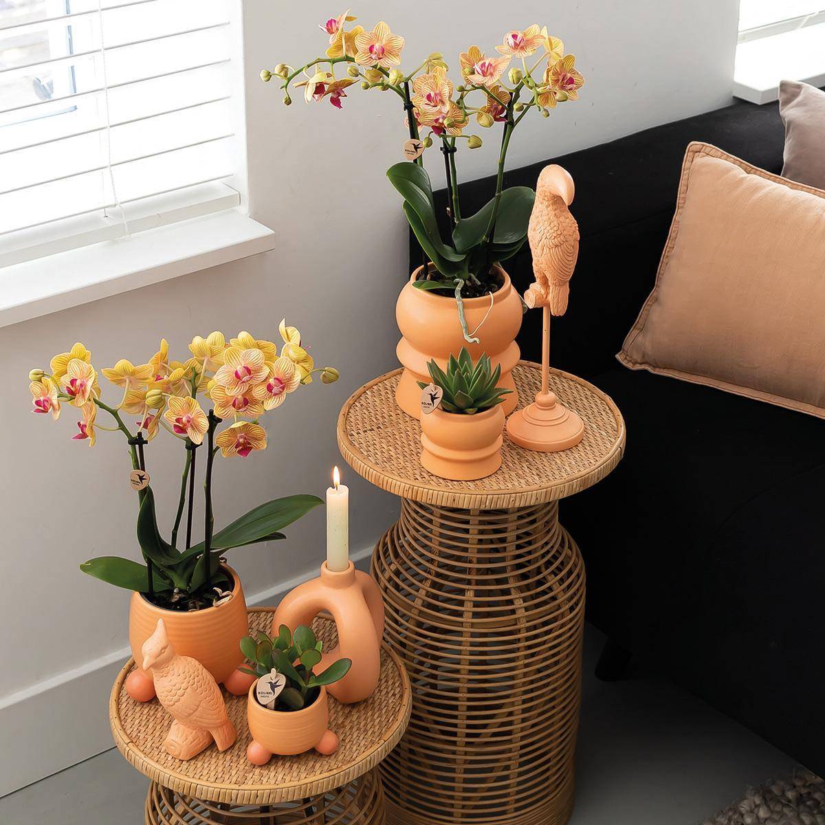 La Green Touch - Orchidée Jamaica et son pot- La Green Touch Pêche - Hauteur 35cm - Imagen 8