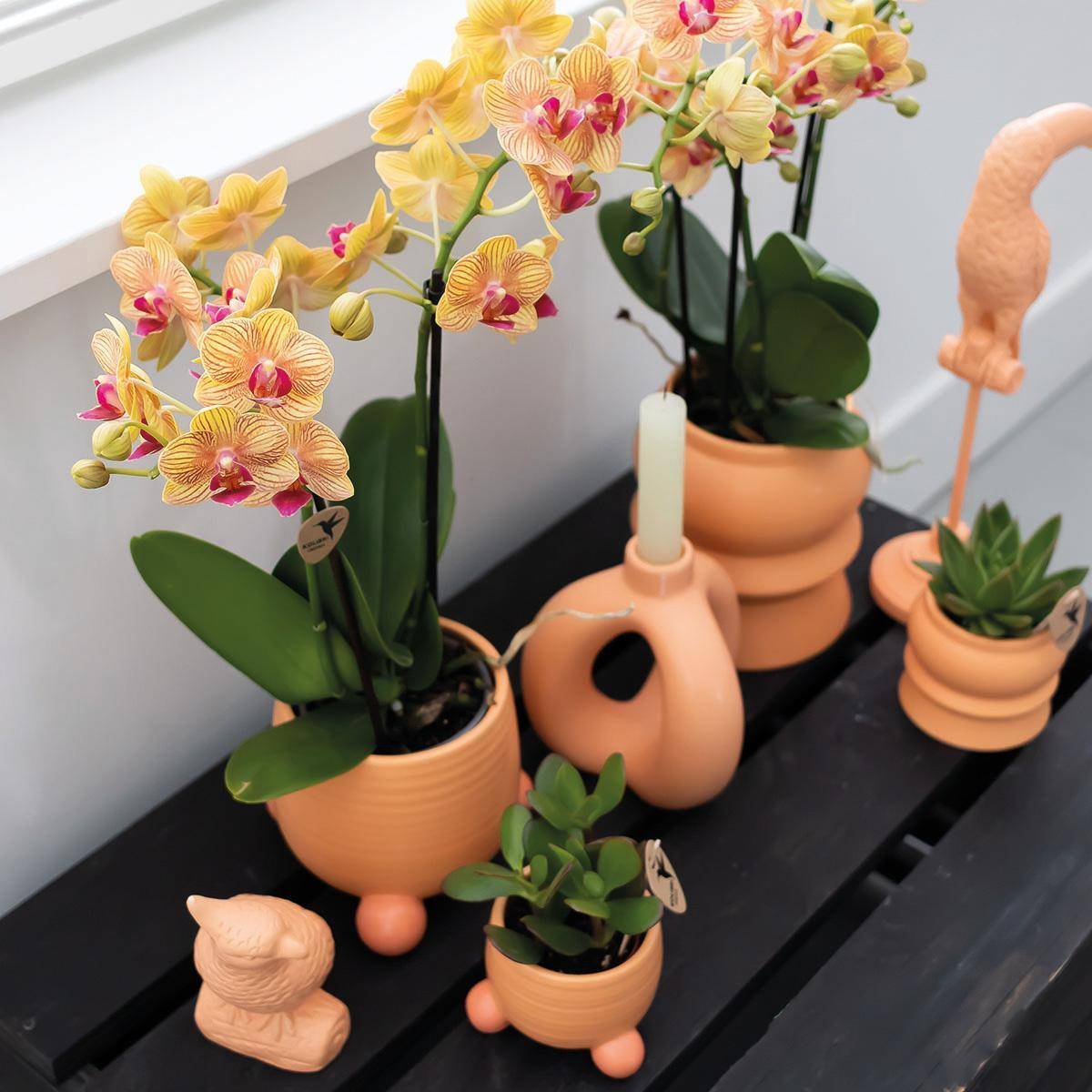 La Green Touch - Orchidée Jamaica et son pot- La Green Touch Pêche - Hauteur 35cm - Imagen 3