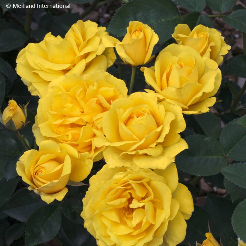 Promesse de Fleurs - Rosier à fleurs groupées Carte d'Or Racines nues en motte